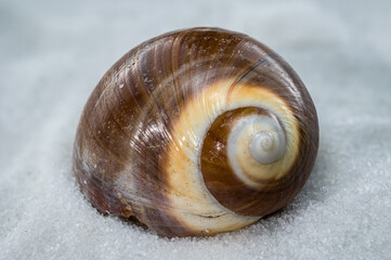 Natural Spiral Seashell on White Sand