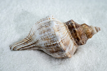 Trapezium fascilarium Seashell on White Sand