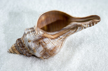 Trapezium fascilarium Seashell on White Sand
