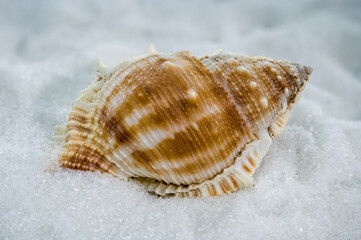 Bursa Spinosa Seashell on White Sand