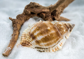 Bursa Spinosa Seashell on White Sand