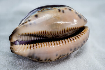 Glossy Purple Cypraea caputserpentis Seashell on White Sand