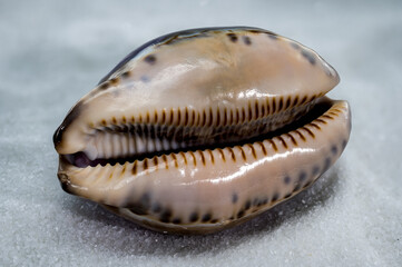 Glossy Purple Cypraea caputserpentis Seashell on White Sand