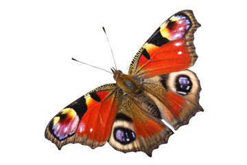 A butterfly with earthy red and orange tones, distinct eye spots on wings, mimicking peacock feathers. Elegant and expressive, set against a transparent background