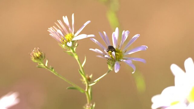 Cute insects flying to flowers