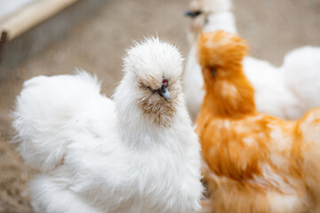 Flock of chicken in farm