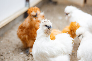 Flock of chicken in farm