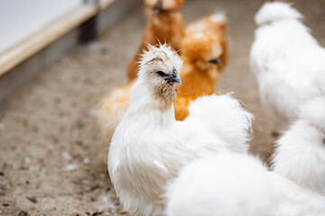 Flock of chicken in farm