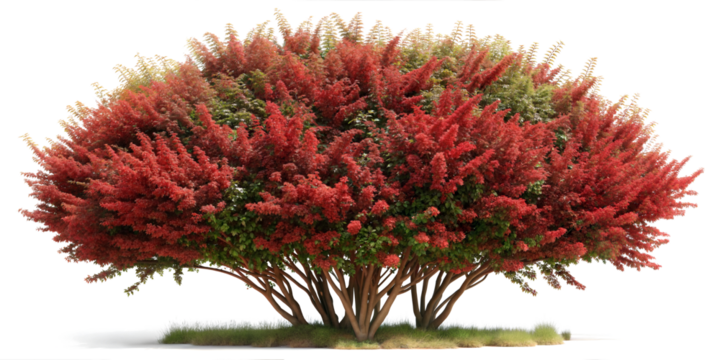 Red Ornamental Shrub, with Barberry, Burning Bush, and Red Tip Photinia, Isolated on Transparent Background. PNG, Cutouts, and the Clipping Path included.