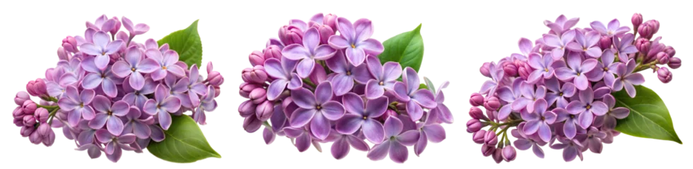 Fototapete Collection of vibrant lilac flower clusters (Lilac, Wisteria, Hydrangea, Phlox, Lavender, Rhododendron). PNG, isolated on transparent background with clipping path cutout. © FAFO