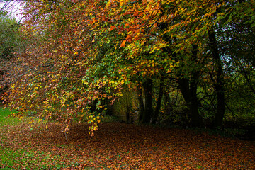 Golden autumn trees in the park