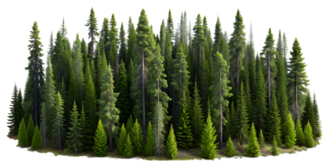 Collection of lush evergreen pine forest trees (Douglas Fir, Pine, Spruce, Hemlock, Cedar, Redwood). PNG, isolated on transparent background with clipping path cutout.