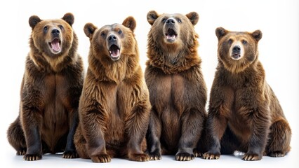 Obraz premium Four Brown Bears Sitting in a Row, Mouth Open, White Background, Portrait Photography, Animal Photography, Wild Animals, Bear