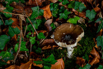 Amanita pantherina in the forest.