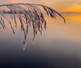 Natural background. A branch of a plant covered with frost. Sunset on the shore of the lake. Close-up. Space for text
