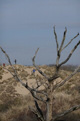 dead tree in the desert