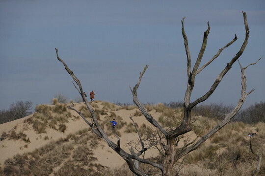 dead tree in the desert