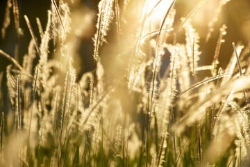 Golden Sunlight Illuminating Delicate Grass Blades in a Serene Natural Landscape During Glowing Sunset or Sunrise, Perfect for Nature or Tranquility Themes