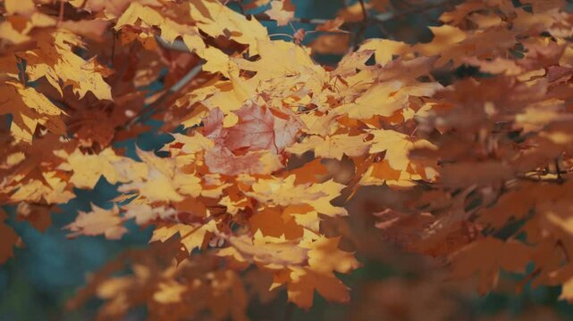 A close-up of autumn maple tree leaves in shades of yellow and orange, capturing the warmth and vibrancy of fall.