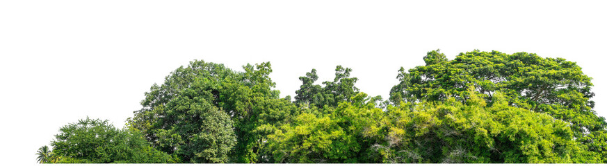 Green trees isolated are forest on transparent background.Forest and foliage in summer with cut path and alpha channel, high resolution.