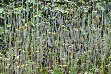 Obraz premium Lush Green Landscape of Intricate Stems and Leaves in a Natural Setting Showcasing the Beauty of Plant Life and Biodiversity in Detail