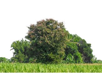 Green trees isolated are forest on transparent background.Forest and foliage in summer with cut path and alpha channel, high resolution.