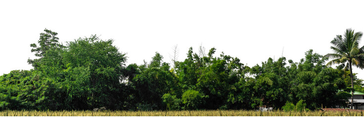 Green trees isolated are forest on transparent background.Forest and foliage in summer with cut path and alpha channel, high resolution.