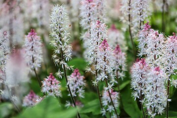White foam flowers. Tiarella cordifolia in spring garden.