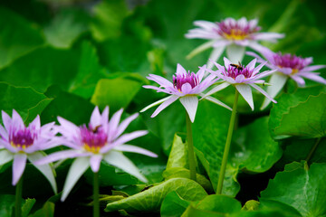 Beautiful Purple Water Lilies Surrounded by Green Leaves in a Tranquil Setting with Bees Pollinating the Blossoms Under Natural Light