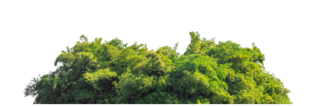 Green trees isolated are forest on transparent background.Forest and foliage in summer with cut path and alpha channel, high resolution.
