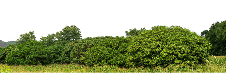 Obraz premium Green trees isolated are forest on transparent background.Forest and foliage in summer with cut path and alpha channel, high resolution.