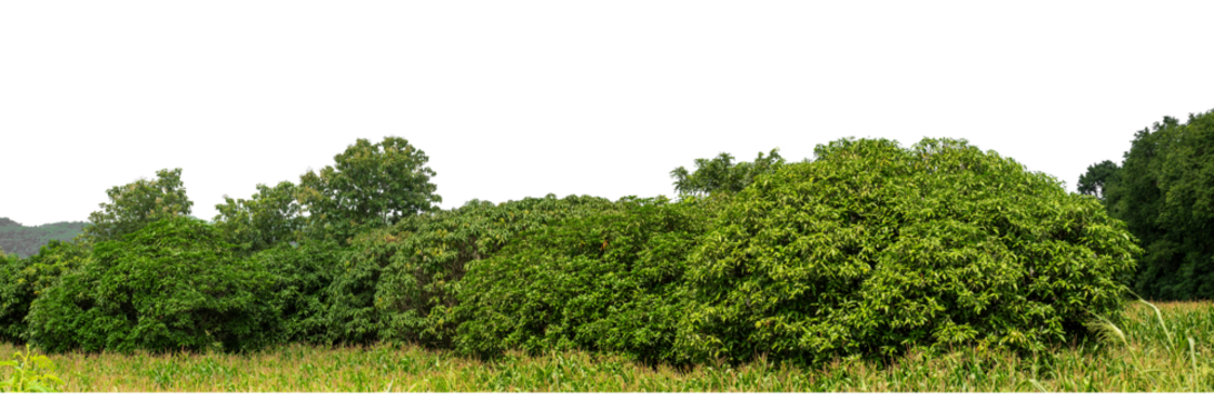 Green trees isolated are forest on transparent background.Forest and foliage in summer with cut path and alpha channel, high resolution.