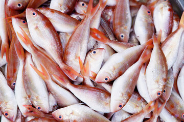 Freshly Caught Red Fish Piled Together Displaying Glistening Scales and Vibrant Colors on Ice in a Seafood Market Setting