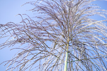 Fototapeta premium Delicate Silhouettes of Grass with Fine Details Against a Clear Blue Sky Capturing the Essence of Nature's Beauty in a Tranquil Environment