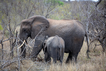 Fototapeta premium African elephant baby suckling from mom, closeup. Chobe National Park in Botswana Africa,.