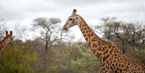 African giraffe, safari animal eating leaves from a tree at Chobe national park, Botswana, Africa