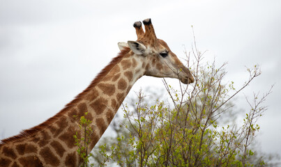 African giraffe, safari animal eating leaves from a tree at Chobe national park, Botswana, Africa