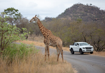 African giraffe, safari animal eating leaves from a tree at Chobe national park, Botswana, Africa