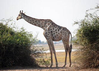 Giraffe, long neck safari animal at Chobe national park in Africa