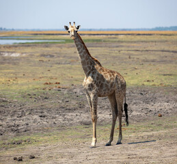 Giraffe, long neck safari animal at Chobe national park in Africa