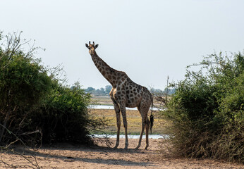 Giraffe, long neck safari animal at Chobe national park in Africa