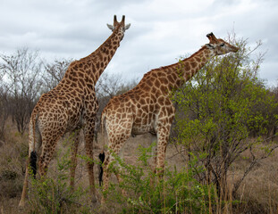 Giraffe, long neck safari animals grazing at Chobe national park in Botswana, Africa