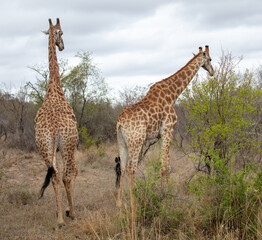 Giraffe, long neck safari animals grazing at Chobe national park in Botswana, Africa