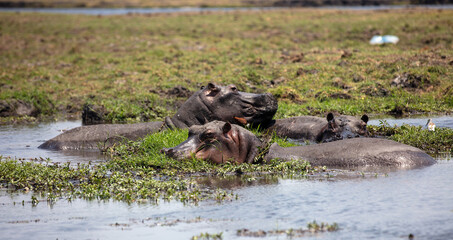 Hippopotamus, three hippos in the water, Chobe River, National Park, Botswana, Africa