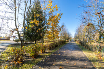 A path in a park with trees and leaves on the ground