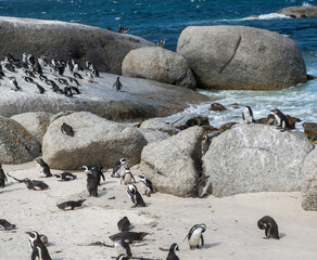 African penguins, also known as Cape penguins resting on a beach at South Africa
