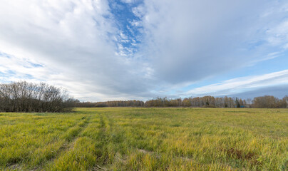 A field of grass with a few trees in the background
