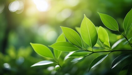 Sunlight illuminates fresh, green leaves in a vibrant natural setting