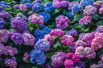 Vibrant Hydrangea Garden with Blooms