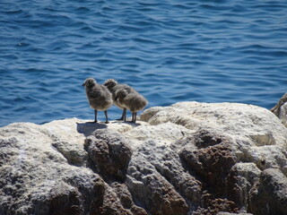 three newly hatched gull chicks, huddled together, on a rock. Seagull babies with fluffy plumage on the sea shore. 